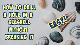 Best drill for seashells Rotary Drills: Versatile and Precise Drilling for Delicate Shells