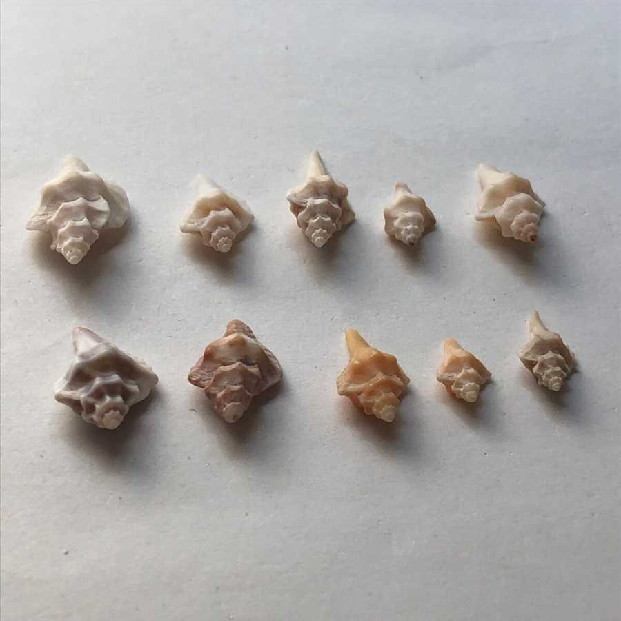 Best drill for seashells Corded Drills: Power and Durability for Seashell Enthusiasts