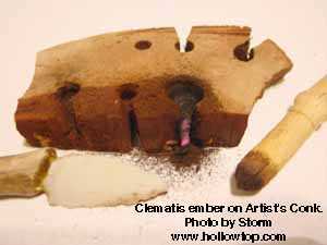 Fir and Pine Combination