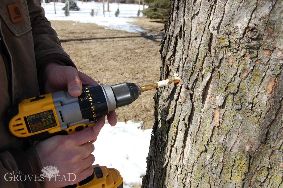 1. Tree Species and Age