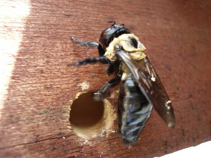 How do carpenter bees create holes in wood? 2. Brood Chambers