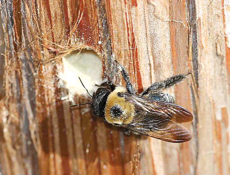 How do carpenter bees create holes in wood? Prevention Measures for Carpenter Bees