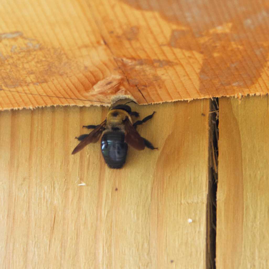 How do carpenter bees create holes in wood? Wood Treatment
