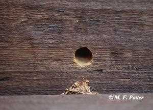 How do carpenter bees create holes in wood? Conclusion