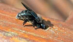 How do carpenter bees create holes in wood? The Choice of Wood