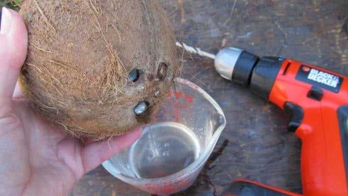 Step-by-Step Guide: How to Drill a Coconut Step 6: Drying the Coconut Meat