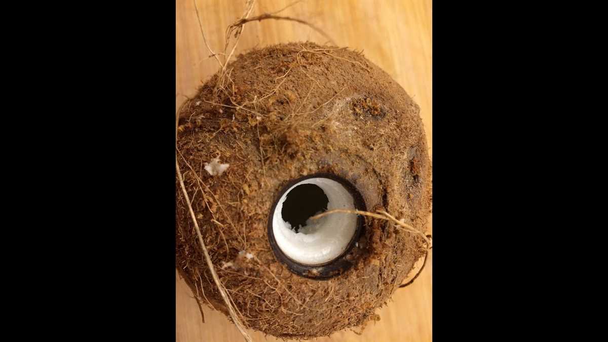 Step-by-Step Guide: How to Drill a Coconut Step 3: Drilling the Coconut