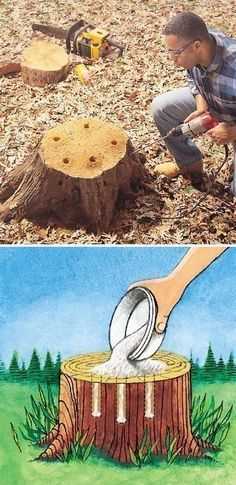Drilling a Hole in a Tree Stump: A Step-by-Step Guide 1. Accelerating the decomposition process