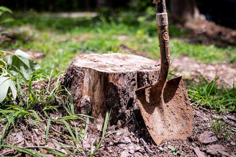 Drilling a Hole in a Tree Stump: A Step-by-Step Guide 4. Preventing Regrowth