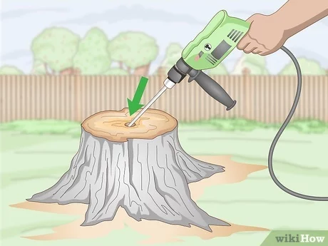 Drilling a Hole in a Tree Stump: A Step-by-Step Guide What You'll Need for Drilling a Hole in a Tree Stump
