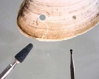How to Drill Holes in Seashells: Step-by-Step Guide Marking the Drill Location
