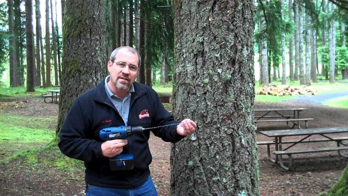 Protective Techniques for Drilling into Trees Without Harming Them Soil Testing