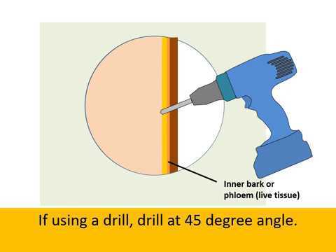 Protective Techniques for Drilling into Trees Without Harming Them 2. Locate the Best Entry Point